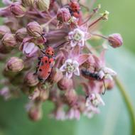 Bugs Flowers
