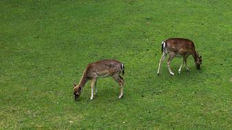 Deer Wild Fallow green