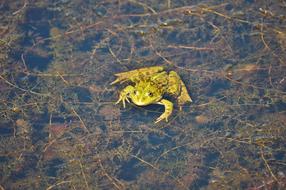 yellow toad in the swamp