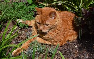 sleeping house cat in the garden