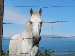Horse Equine White