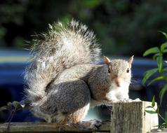 Wildlife Squirrel