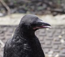 incredibly charming Crow Bird Black