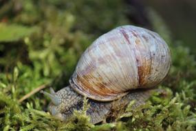 Snail