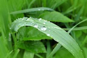 Meadow Grass Drop Of Water