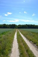 Road Nature The