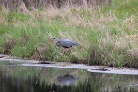 Great Blue Heron walking through grass to water
