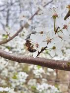 spring flowers with a bee