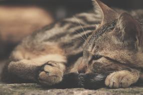 cute charming Cat Sleep on a blurred background