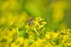 Bee and yellow Blossom on a blurred background