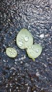 The Leaves Non
