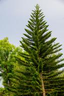 Bangalore Conifer Fisheye