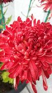 Chrysanthemum Flowers Plants