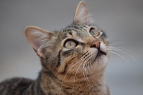 fluffy cat looks up