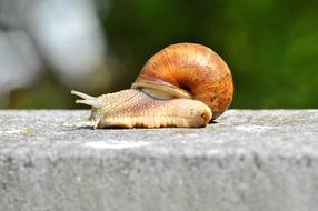 Snail Shell Mollusk