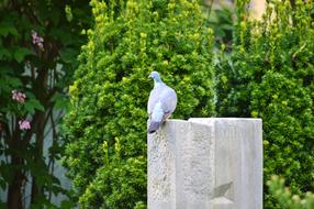 pigeon sitting on a concrete block