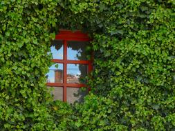 Window Amber