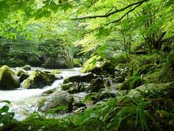 Stream Deciduous