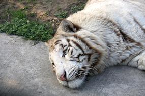 white tiger is resting at the zoo