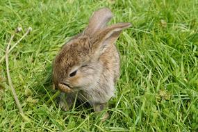 Hare Rabbit Cute green grass