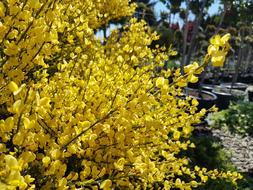 Flowers Yellow Shrubs