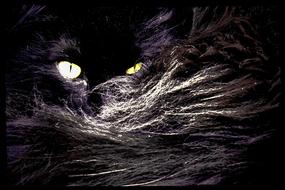 black Norwegian cat with bright eyes