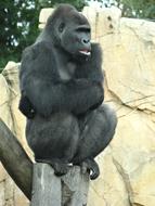 black gorilla on a stone at the zoo