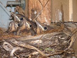 Blackbird Babies In