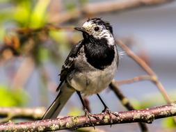 White wagtail on a branch
