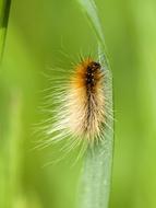 Caterpillar Brown Bear