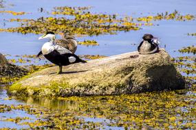 Beautiful and colorful eider and duck birds on the stone among the water
