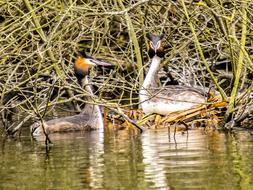 two great crested grebes by the pond
