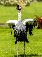 black and white bird in a meadow with green grass