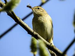 fly in chiffchaff's beak