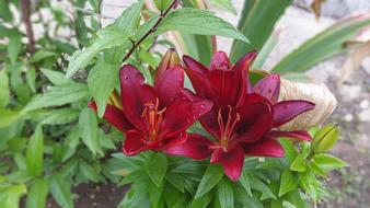 Lily Garden