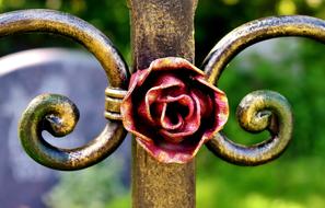 Rose Iron Red