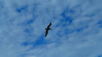 Bird with long beak at Sky