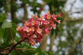 Spring Flowering Horse Chestnut