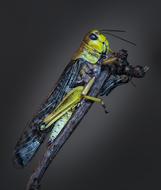 Macro photo of Grasshopper Insect