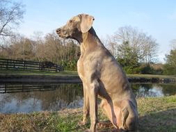 Canine Kid Weimaraner macro