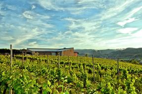 Vineyard Strain Vine