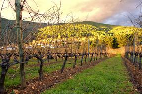 Vineyard Strain Vine
