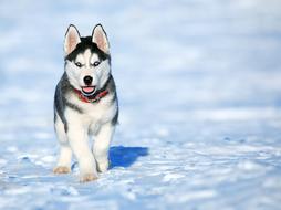 Dog Husky