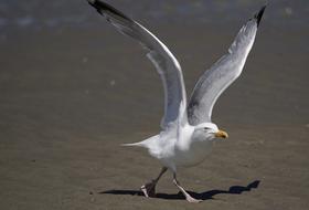 Gull taking off ground