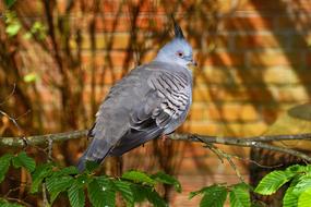 Colorful, cute and beautiful dove bird on the branch, with green leaves