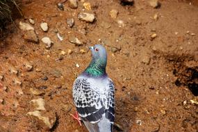 Bird Dove street