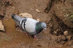 Pigeon Bird Dove sand road