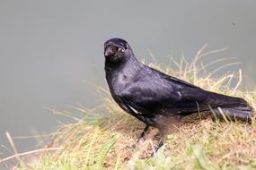 Jackdaw Blackbird