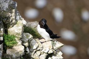 razorbill sits on a rock