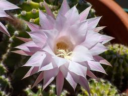 Echinopsis Plants